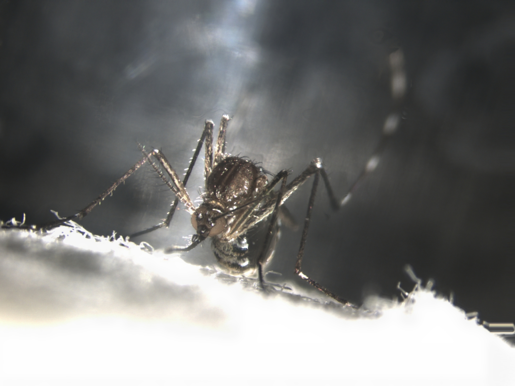 Adult mosquito